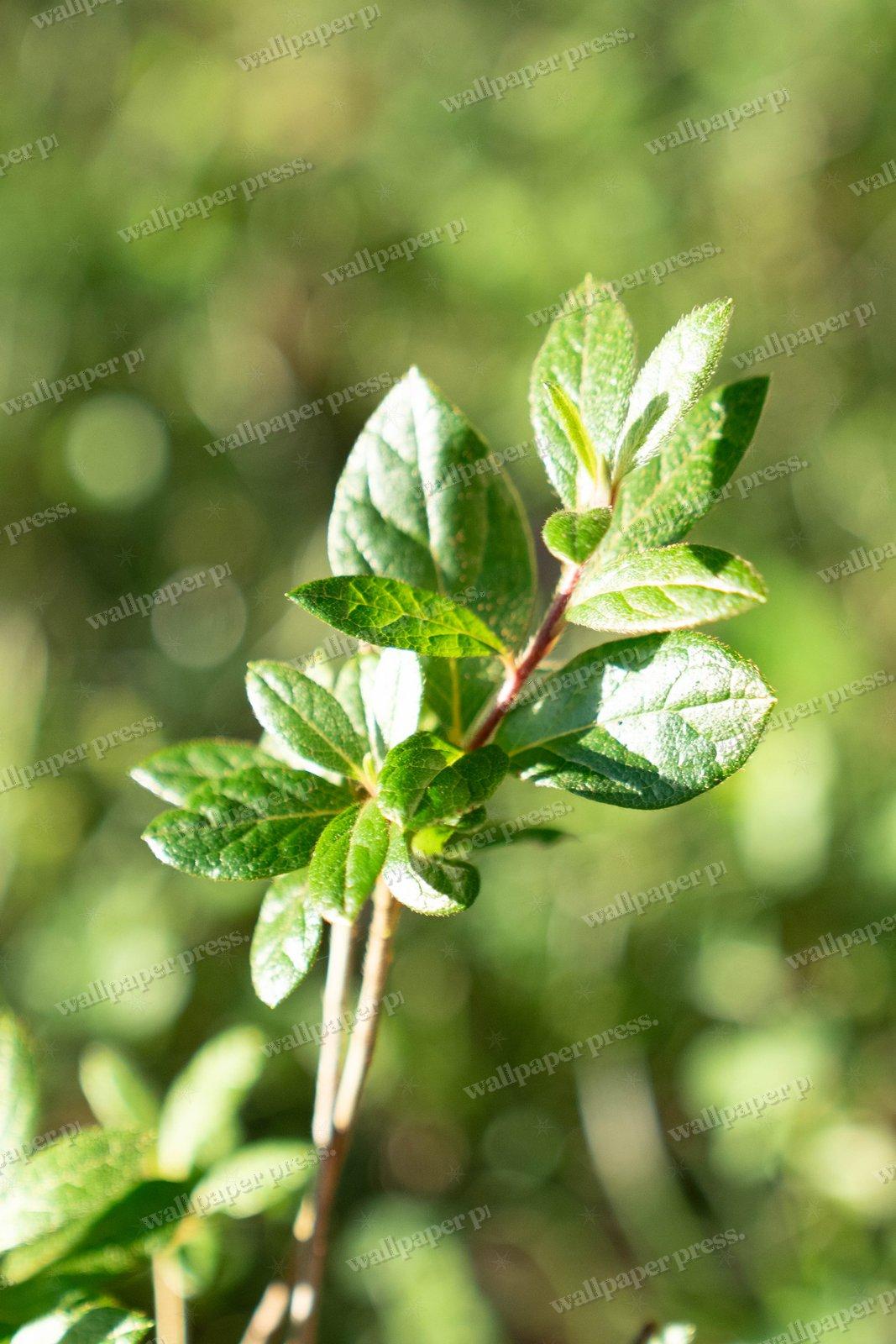 Leafy Shrub Sprig shown on an iPhone