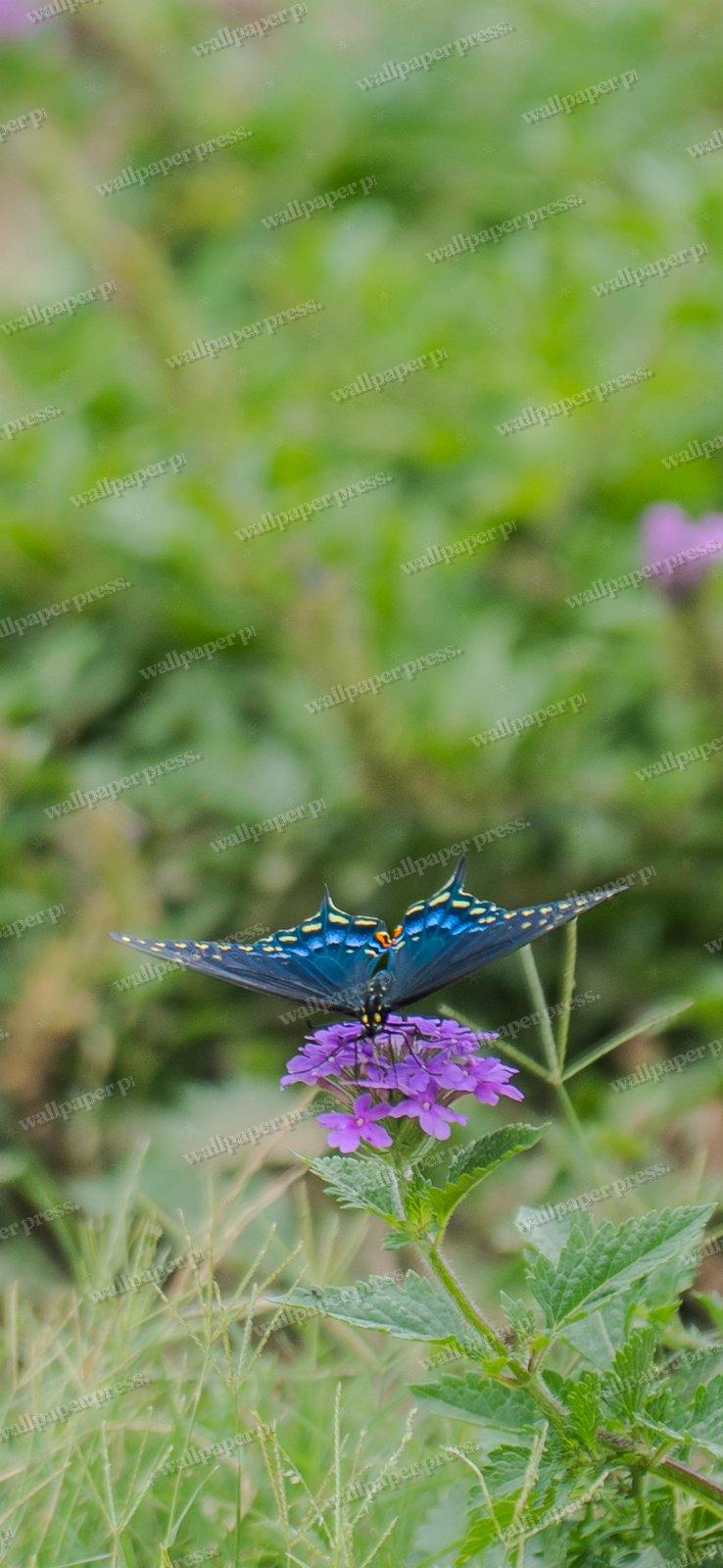 Meadow's Jewel shown on an iPhone