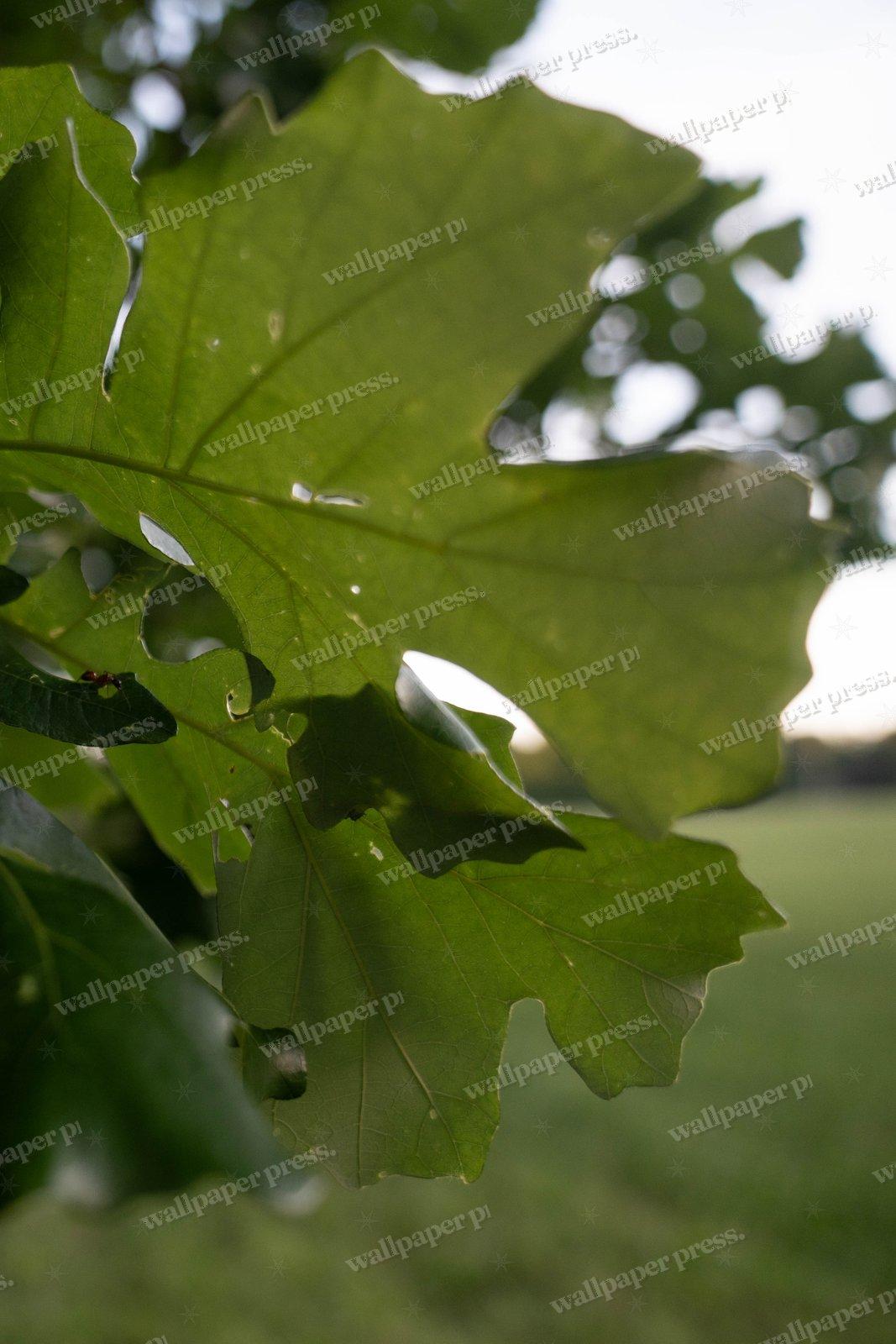 Oak Leaves Closeup shown on an iPhone