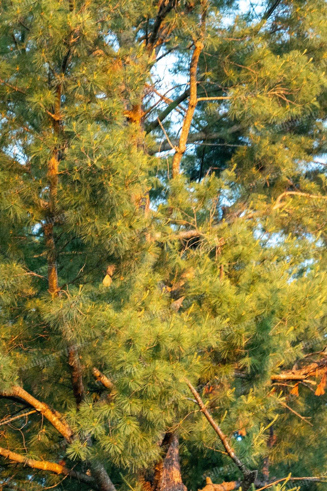 Pine Tree Golden Hour shown on an iPhone
