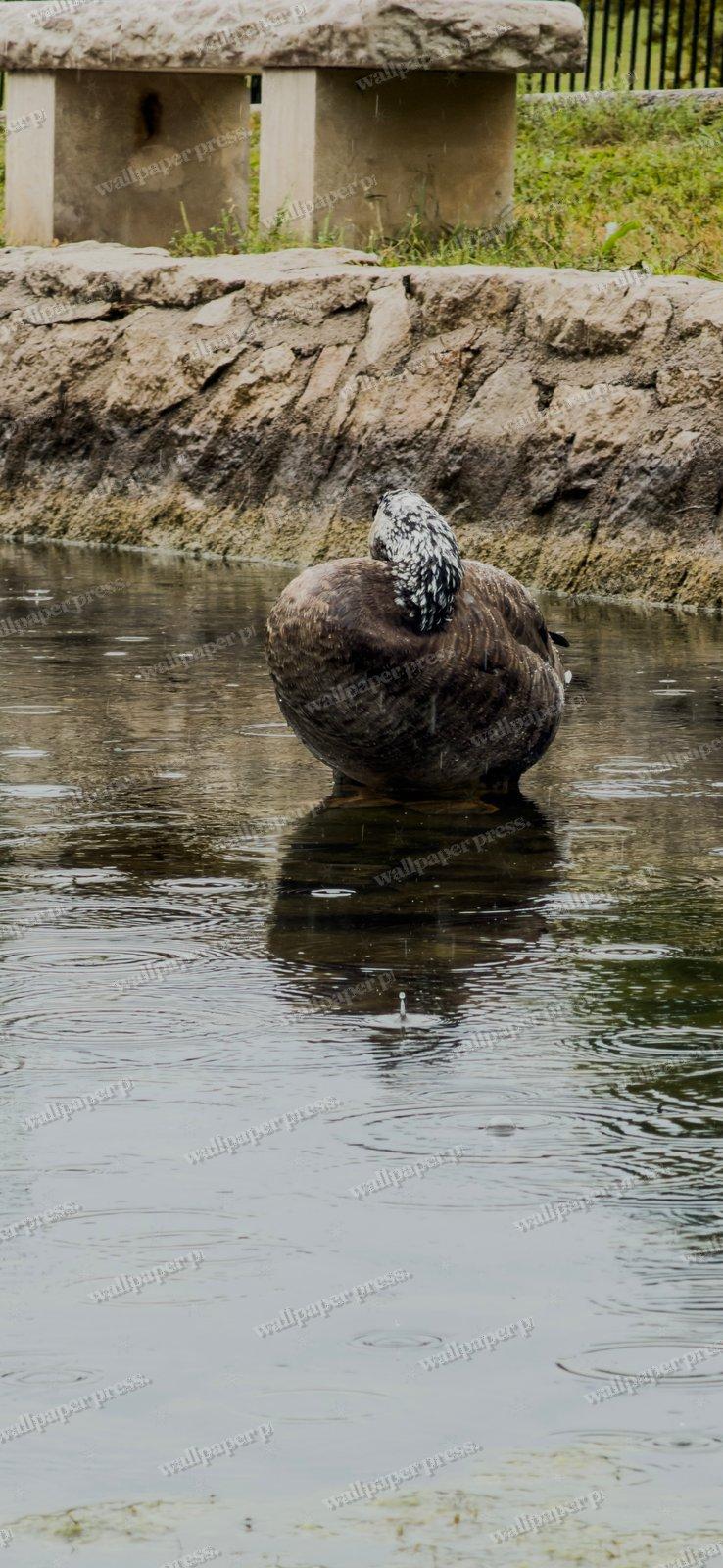 Resting In The Rain shown on an iPhone