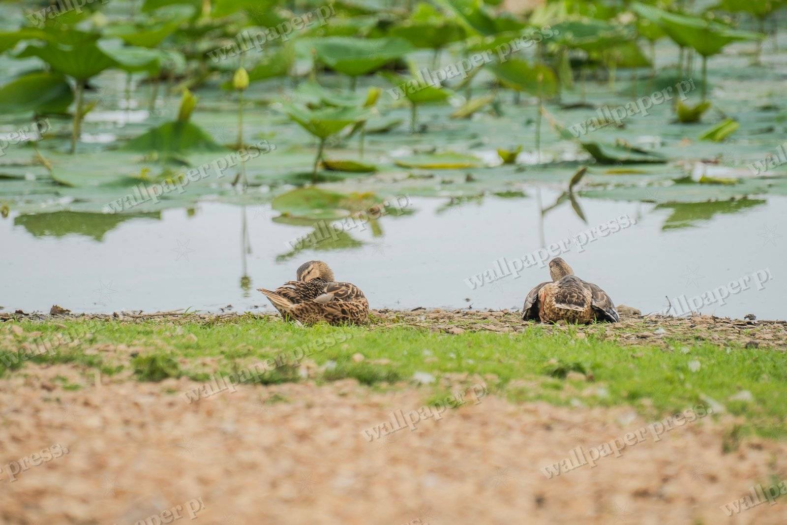 Resting, Side By Side