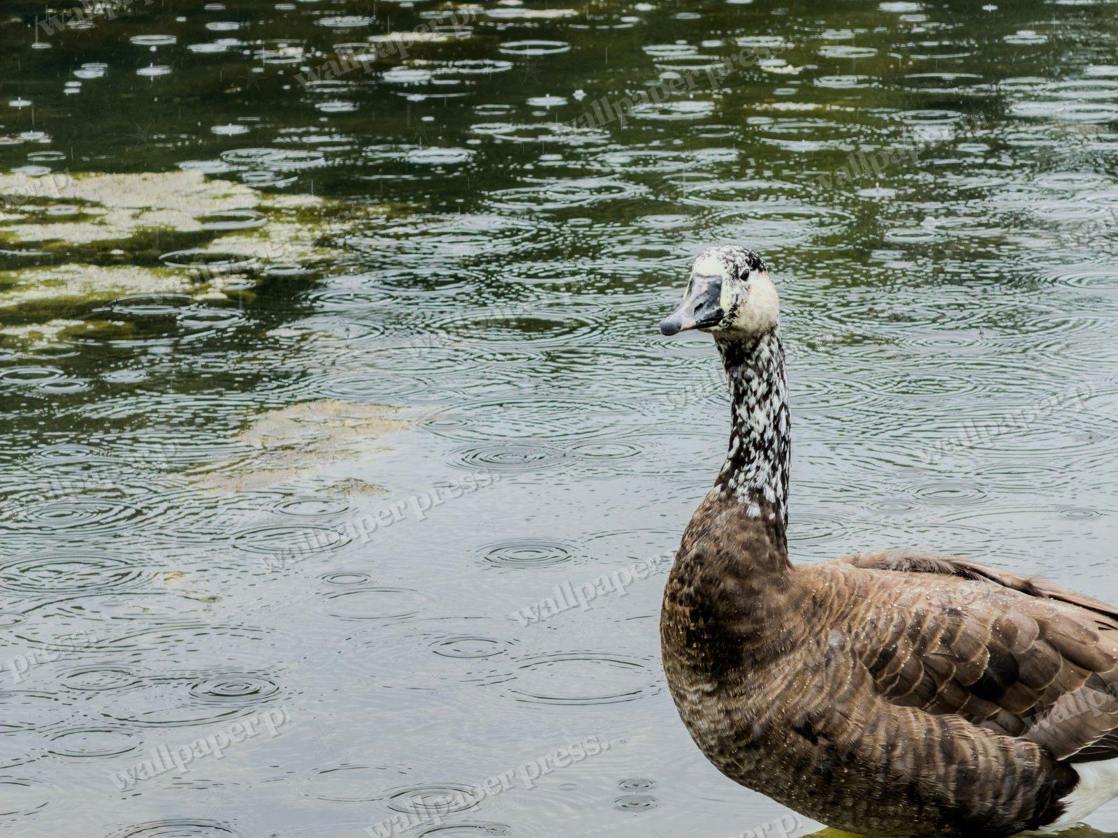 Ripples And Waterfowl — Desktop cut