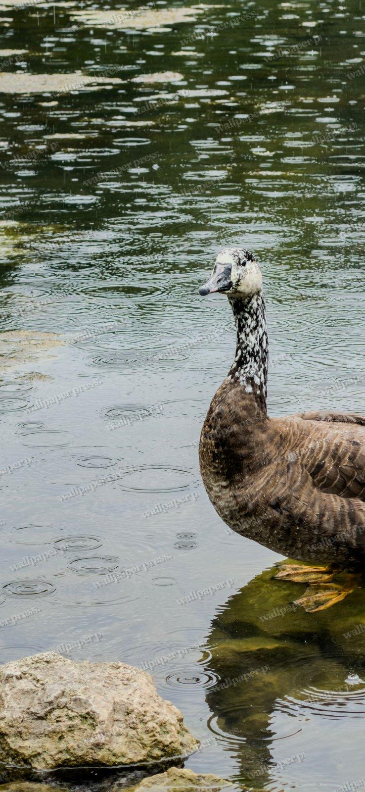 Ripples And Waterfowl shown on an iPhone