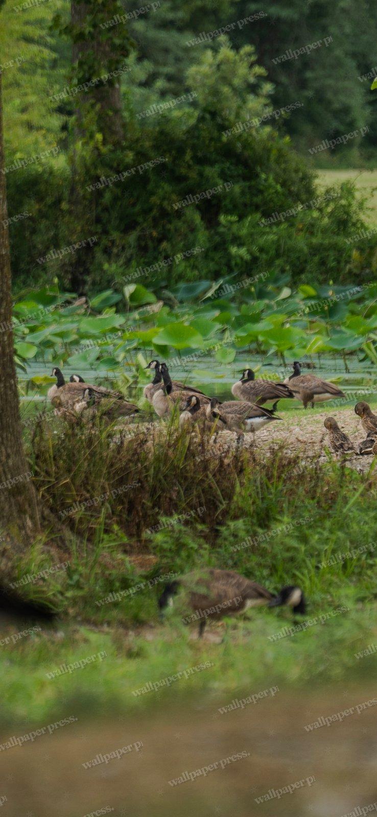 Riverside Flock shown on an iPhone