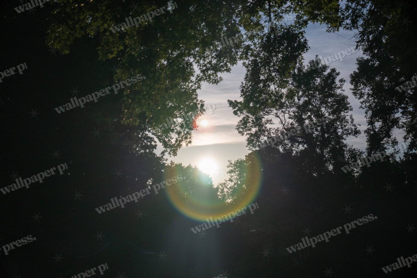 Sun Flare Through Trees