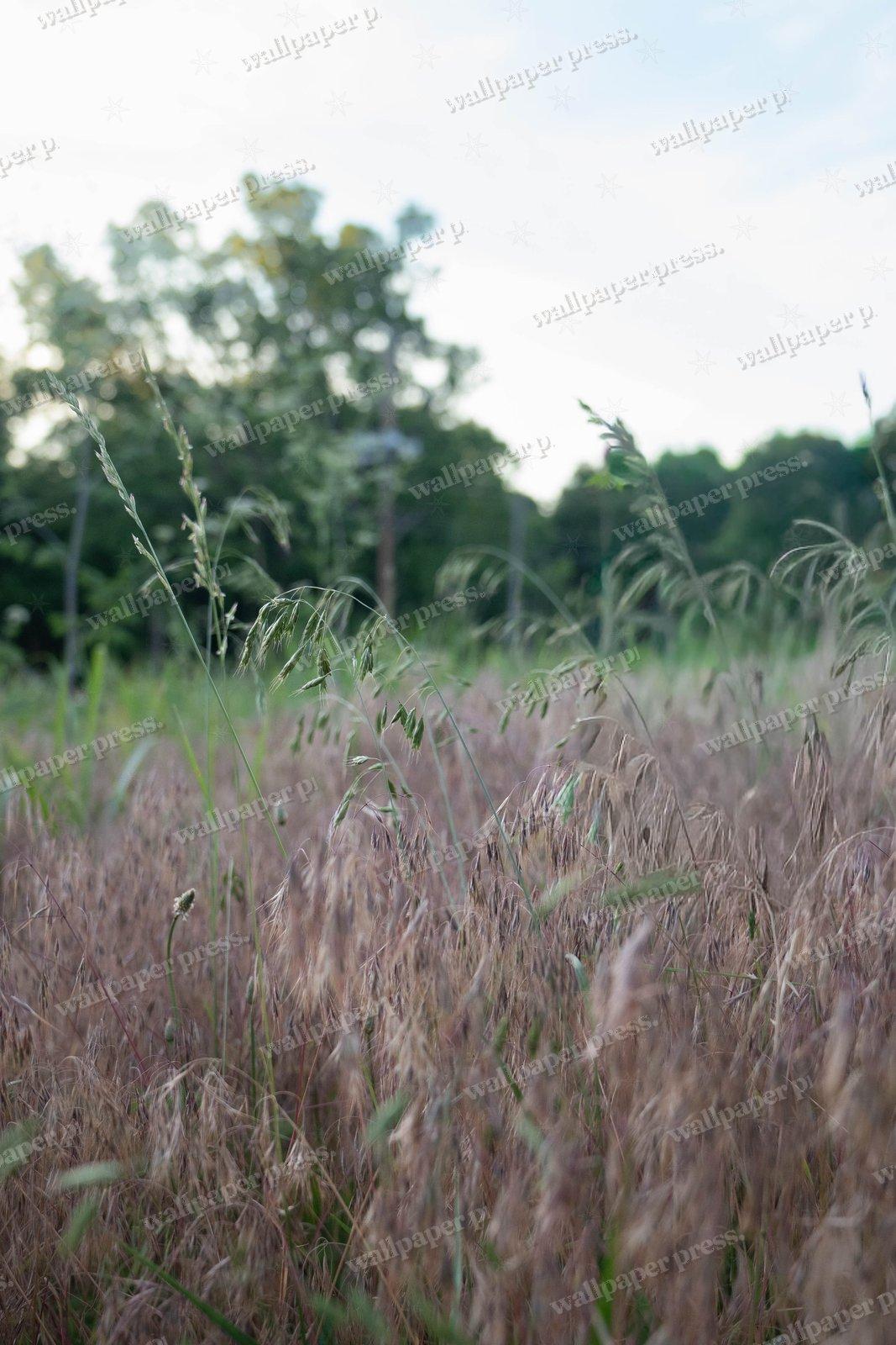 Tall Grass Field shown on an iPhone