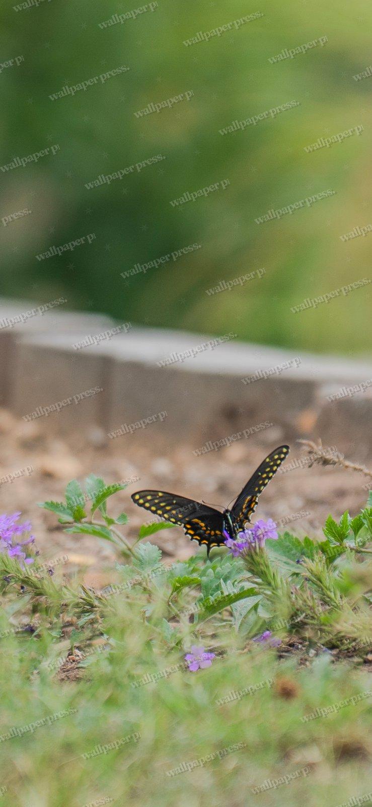 The Purple Bloom Visitor shown on an iPhone
