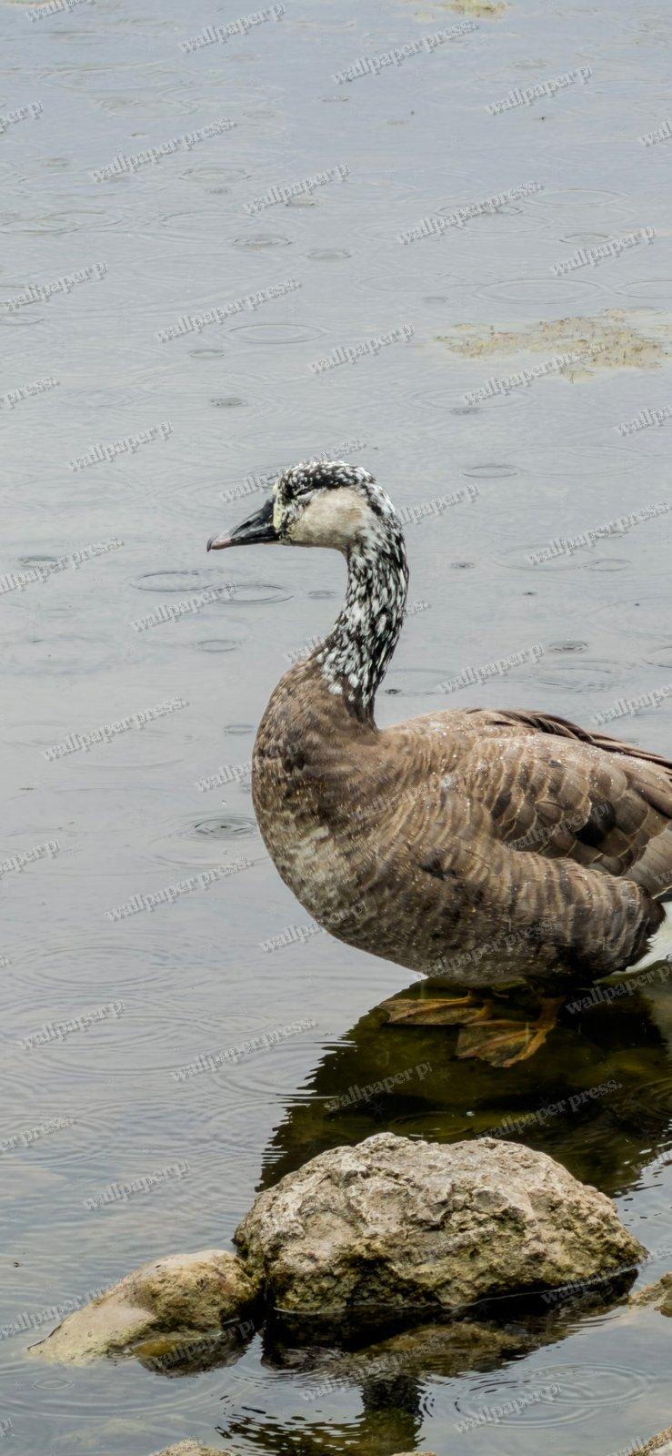 The Speckled Goose shown on an iPhone