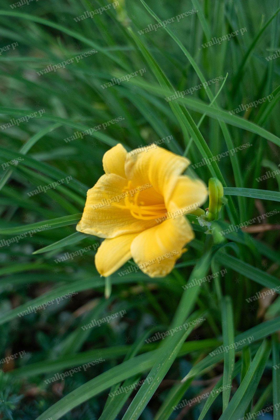 Yellow Daylily shown on an iPhone