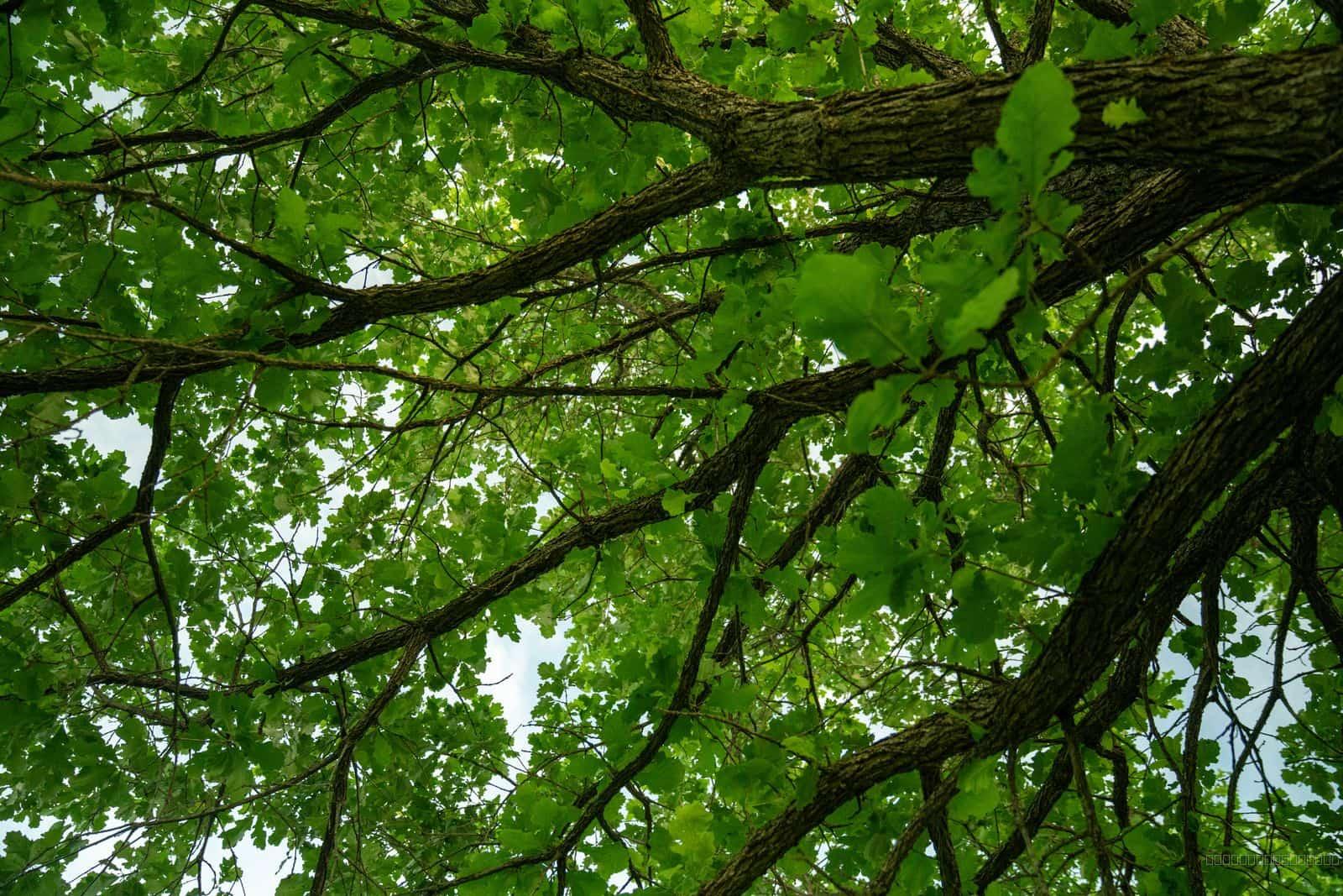 Canopy From Below