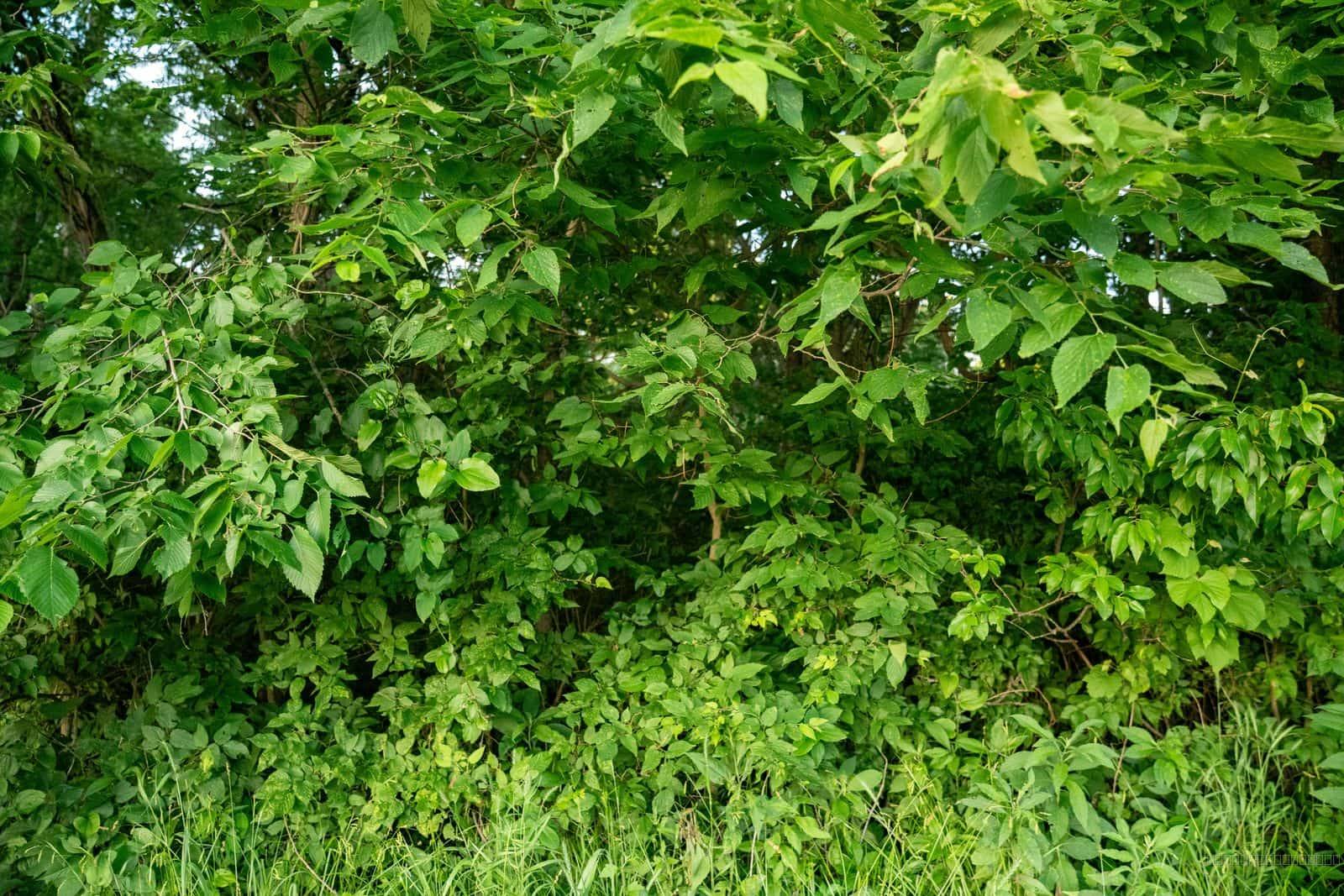 Dense Green Foliage