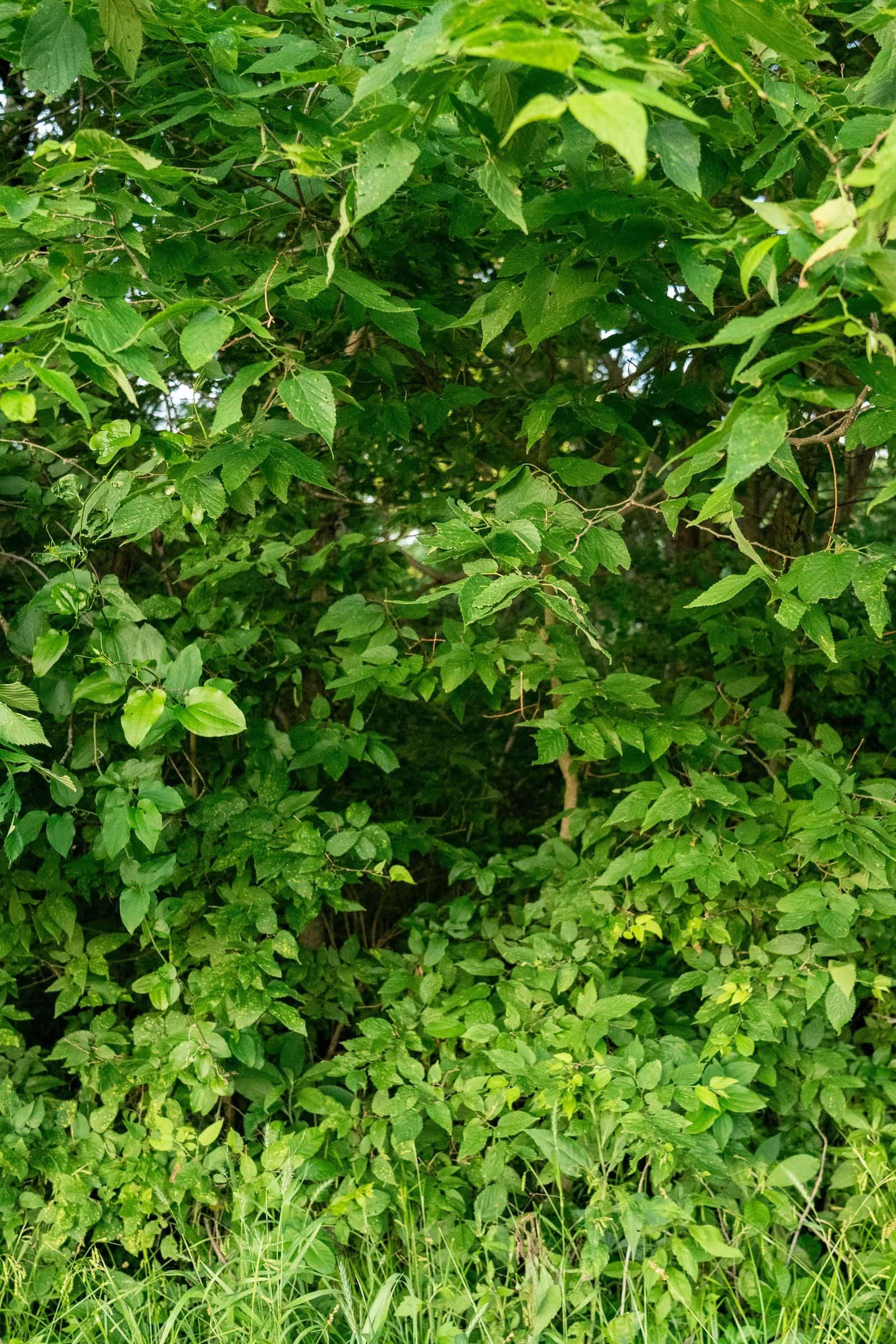 Dense Green Foliage shown on an iPhone