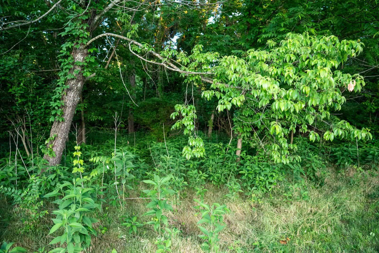 Forest Edge Greenery
