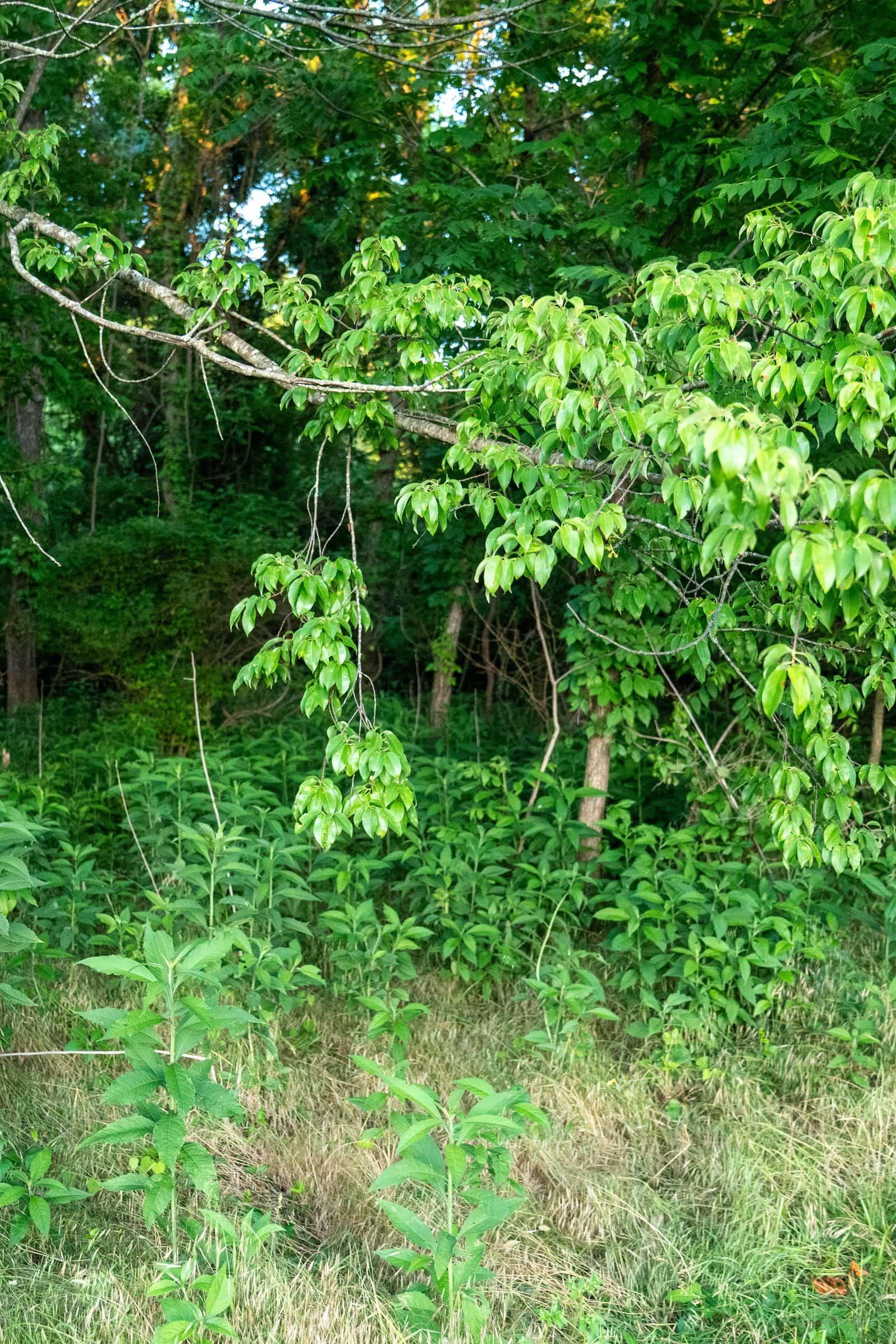 Forest Edge Greenery shown on an iPhone