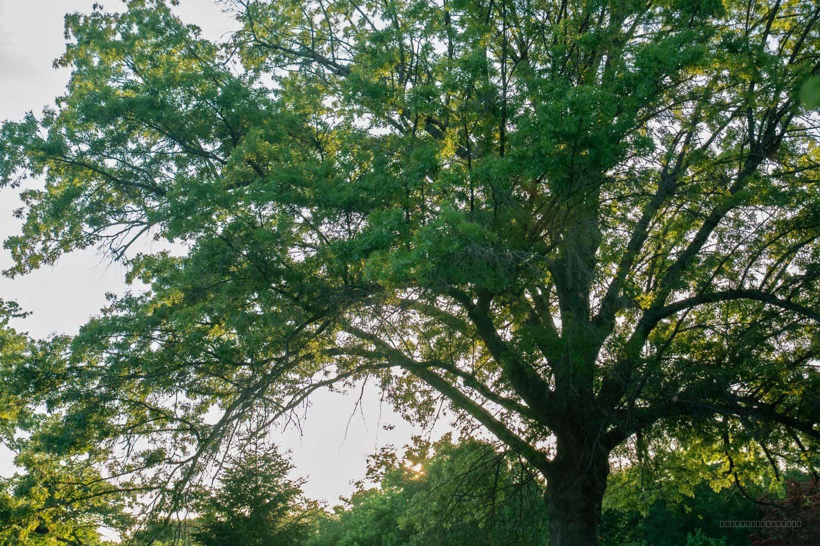 Large Oak Tree