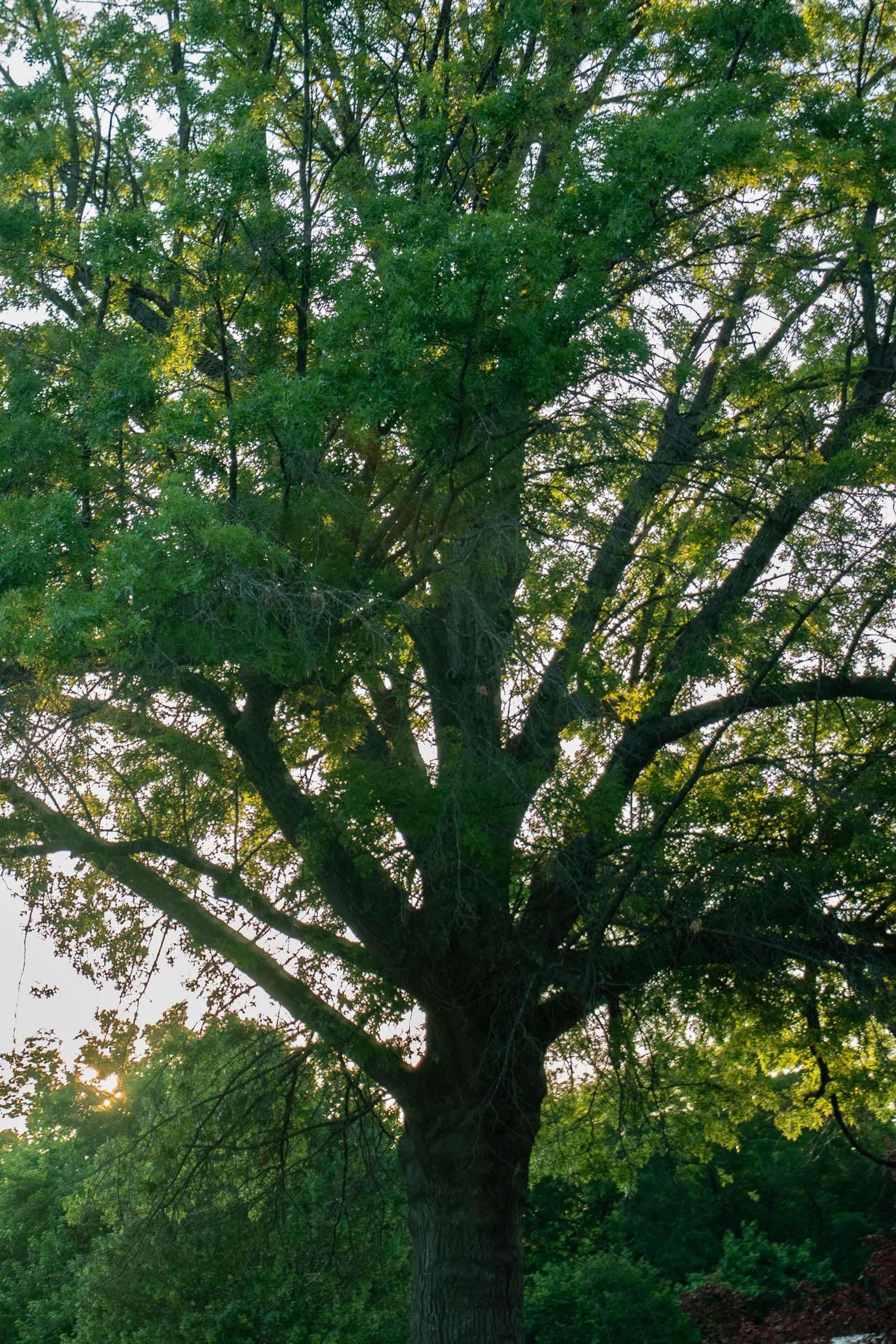 Large Oak Tree shown on an iPhone