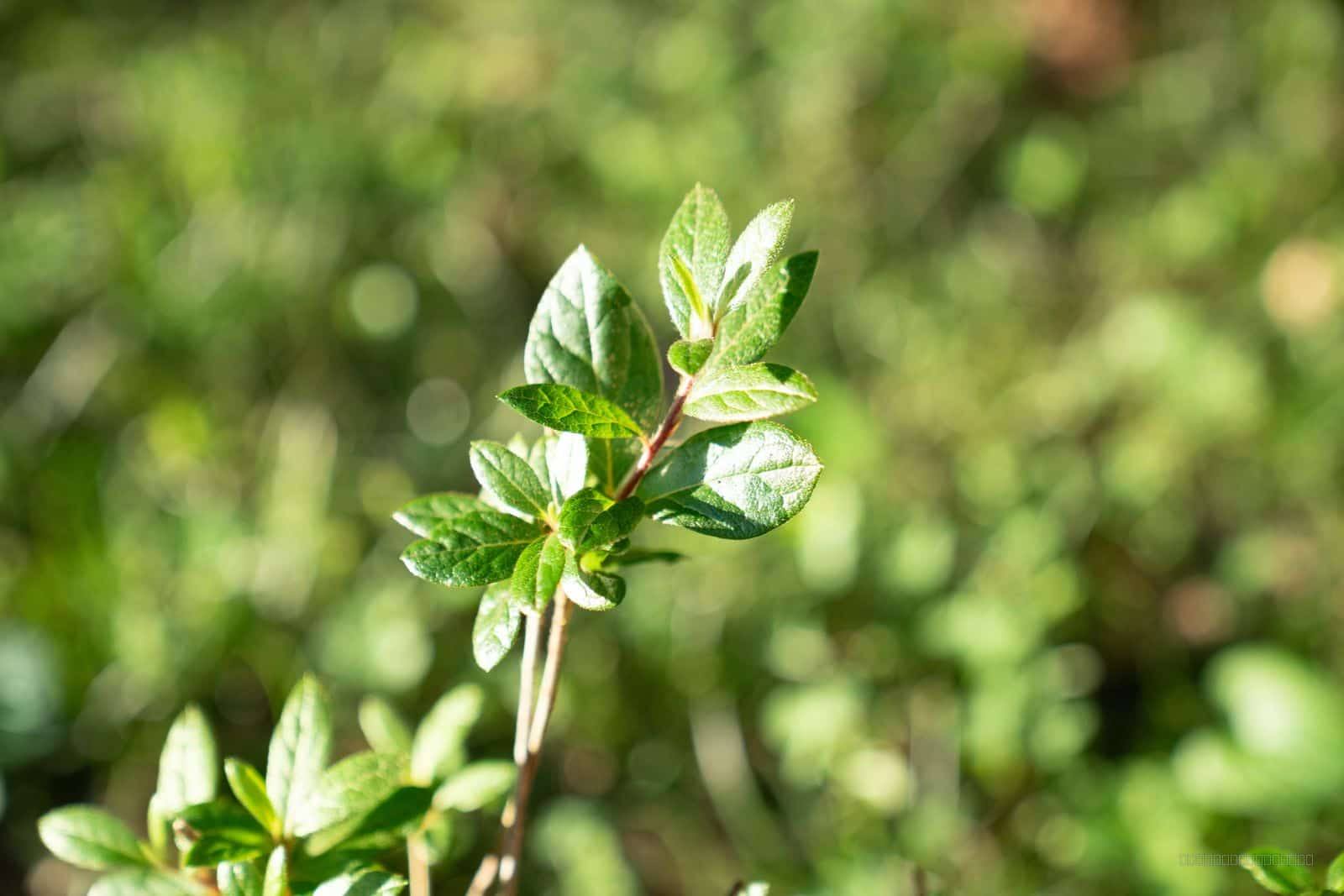 Leafy Shrub Sprig