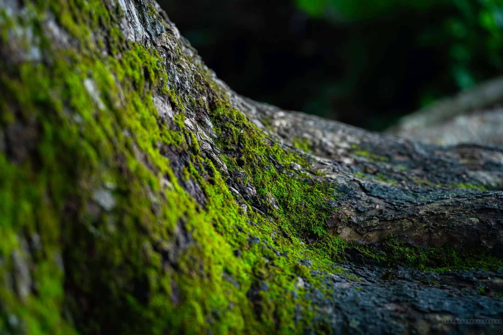 New Growth
