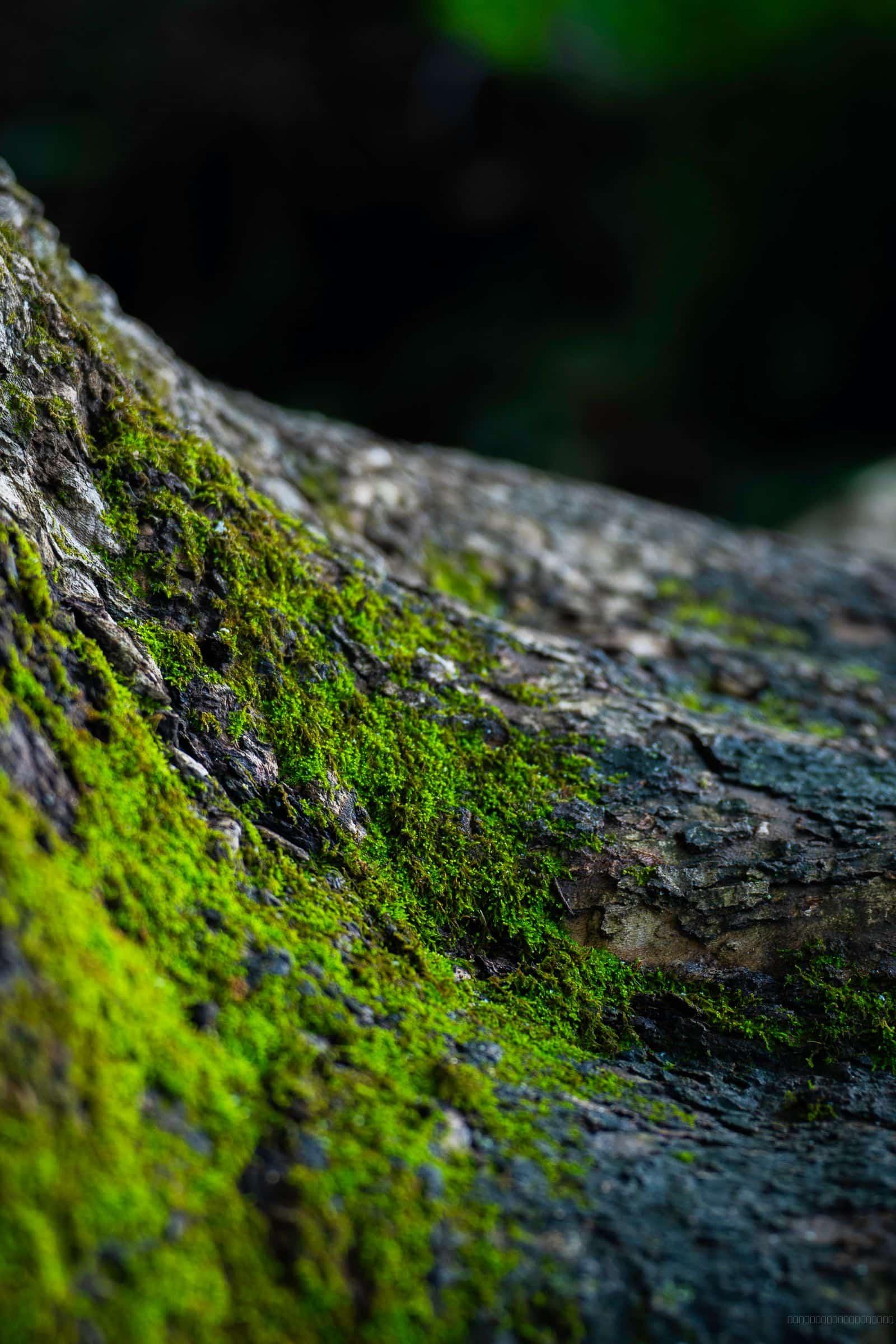 New Growth shown on an iPhone