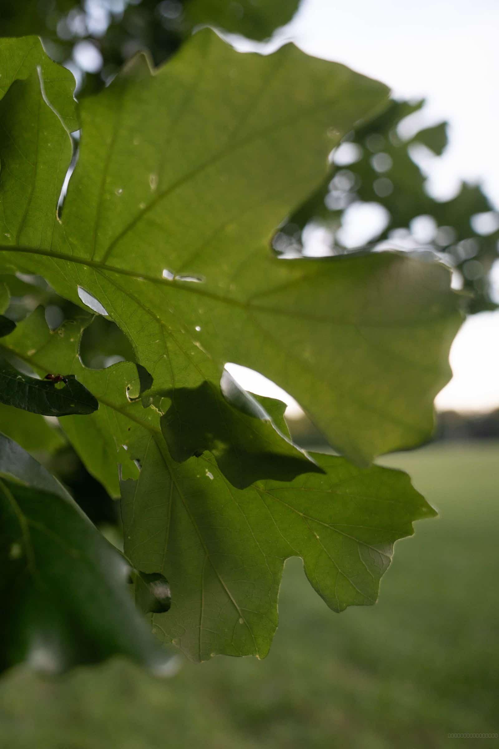 Oak Leaves Closeup shown on an iPhone