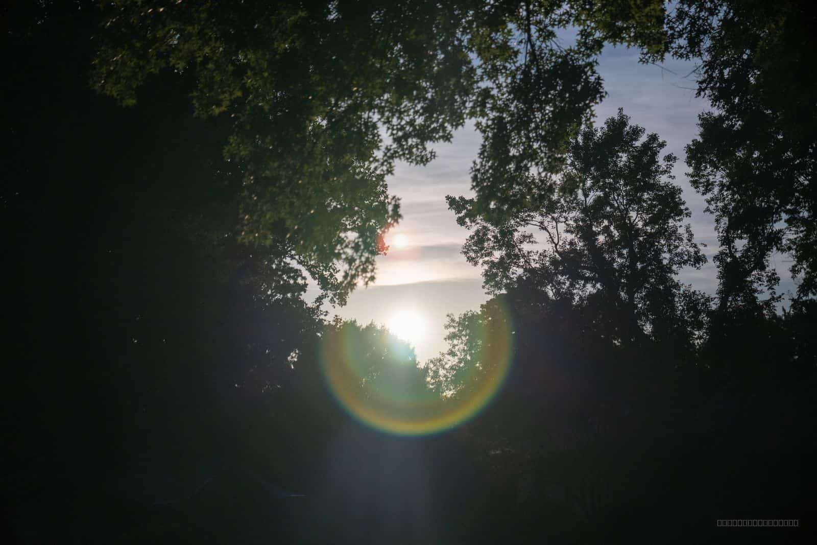 Sun Flare Through Trees
