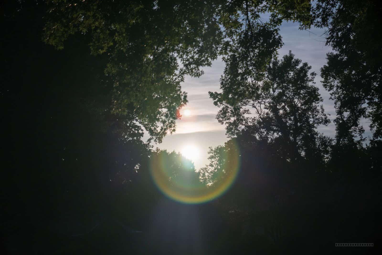 Sun Flare Through Trees