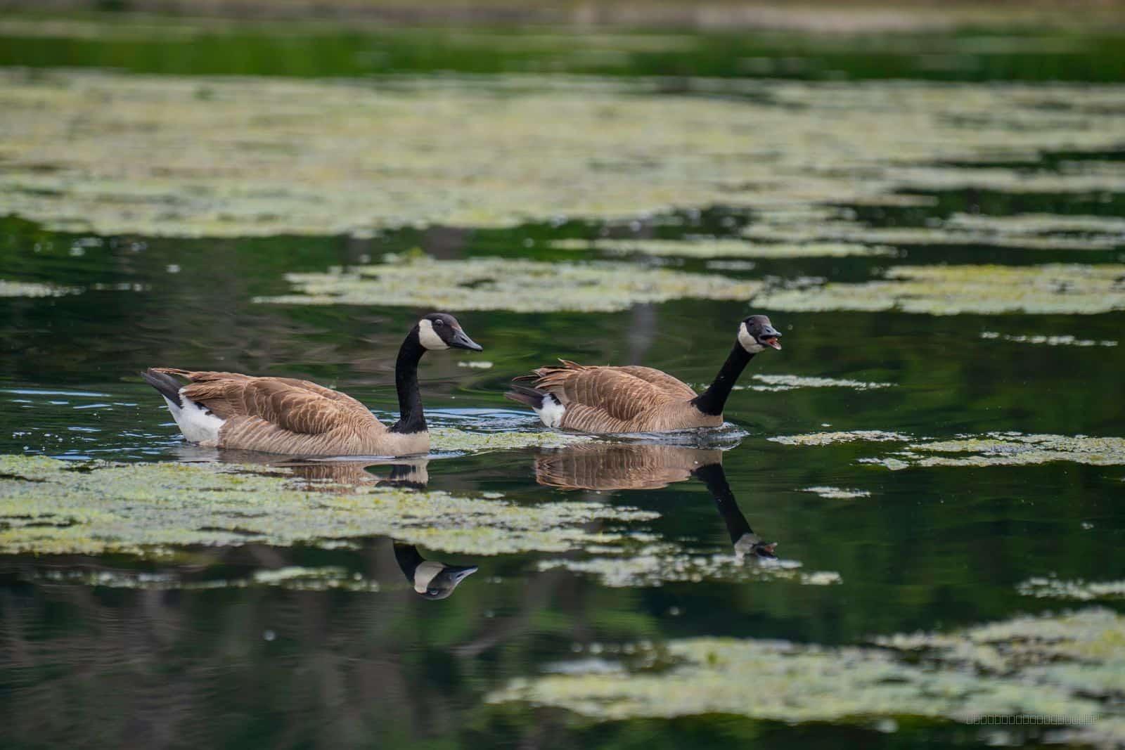 Swimming Along