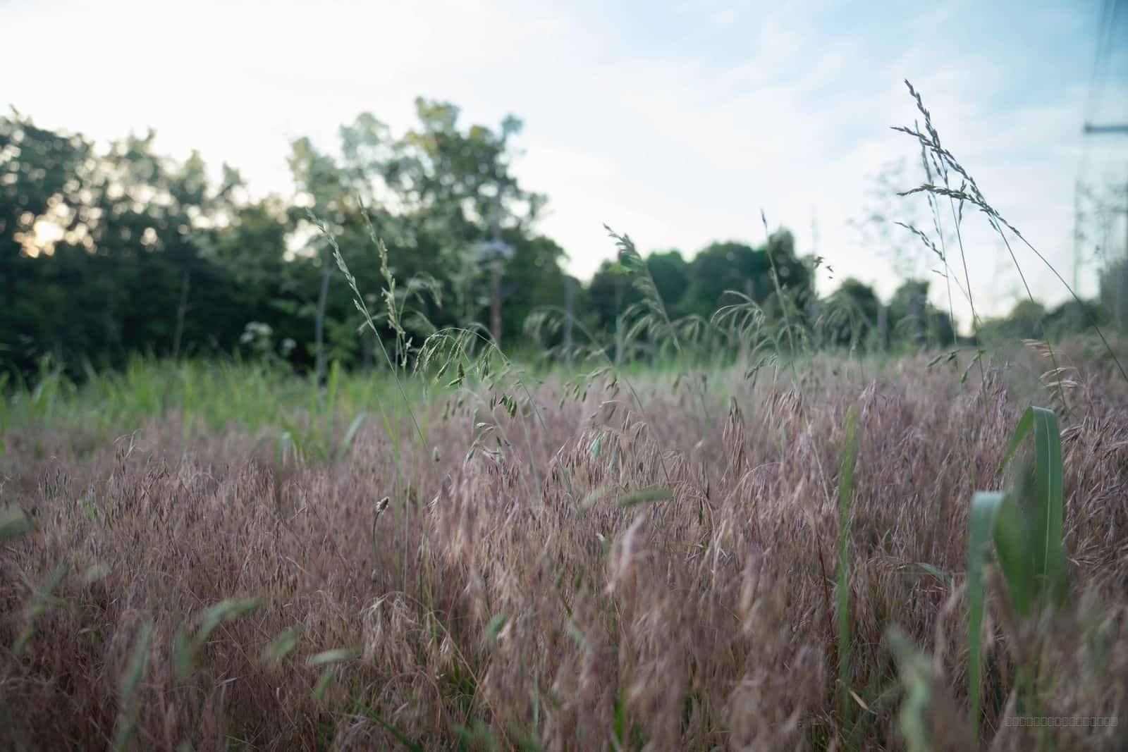 Tall Grass Field