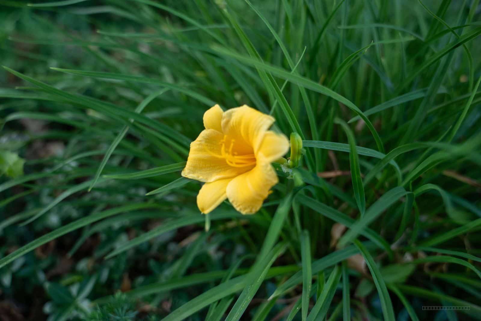 Yellow Daylily