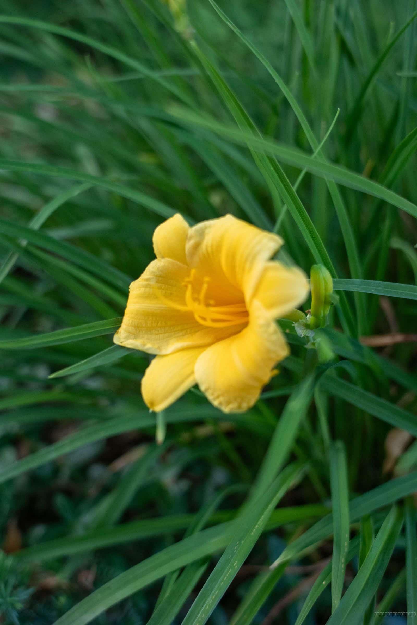 Yellow Daylily shown on an iPhone